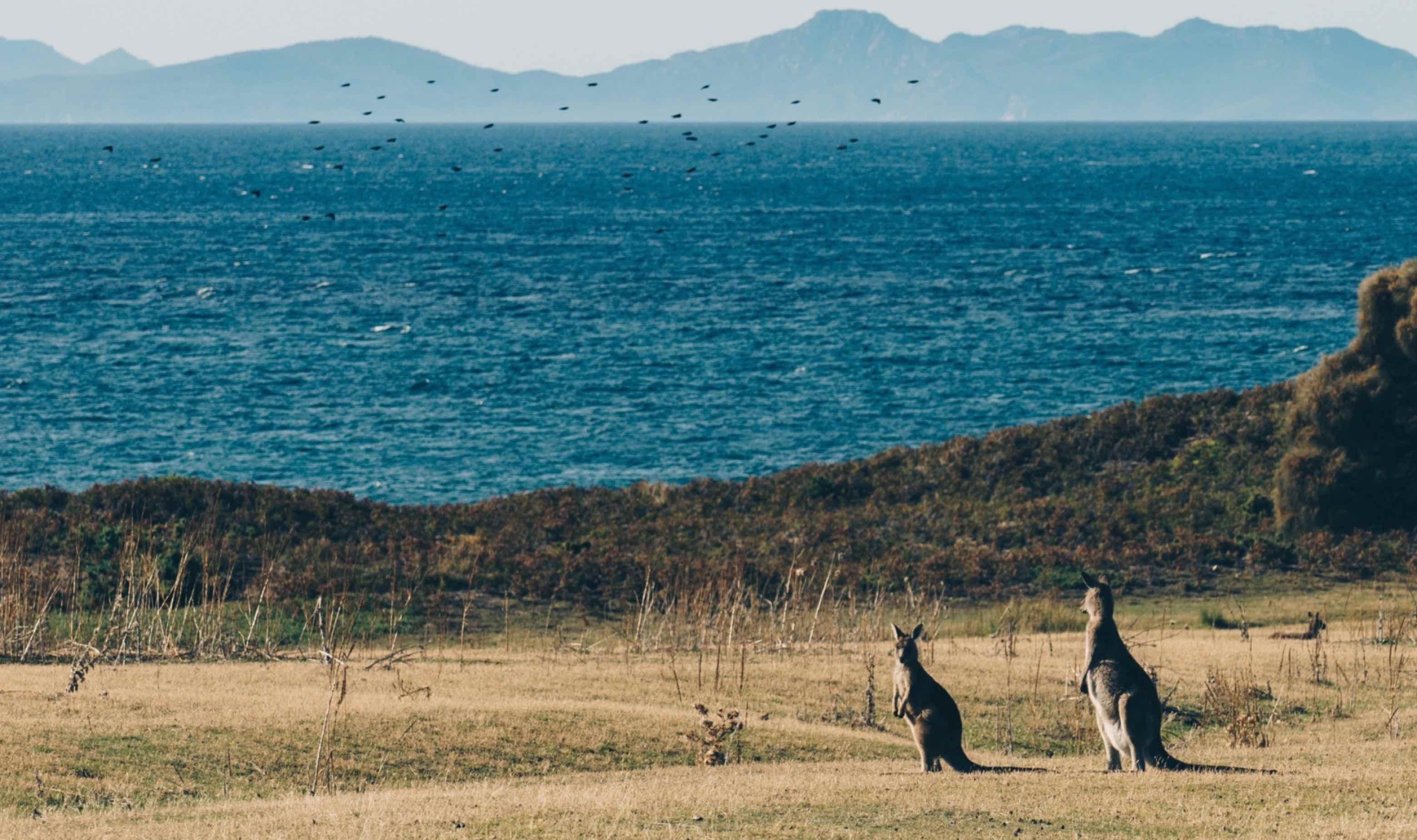 Vue typique de la Tasmanie : Kangourous et océan