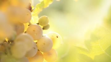 Chaire Vin et Tourisme