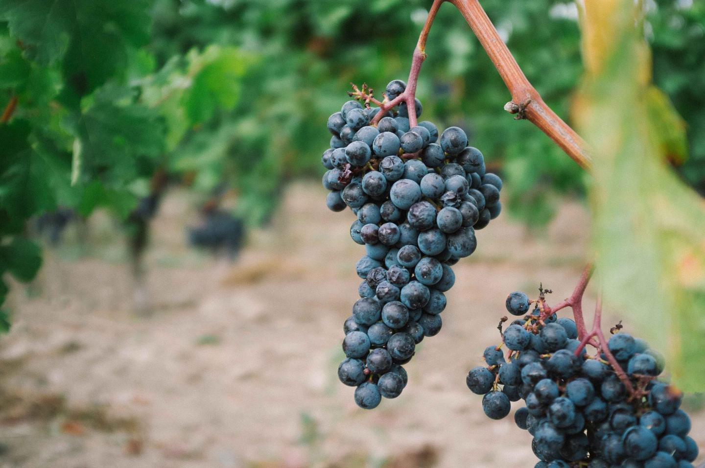 A conference to launch a short training course on transferring family wine businesses - EM Strasbourg